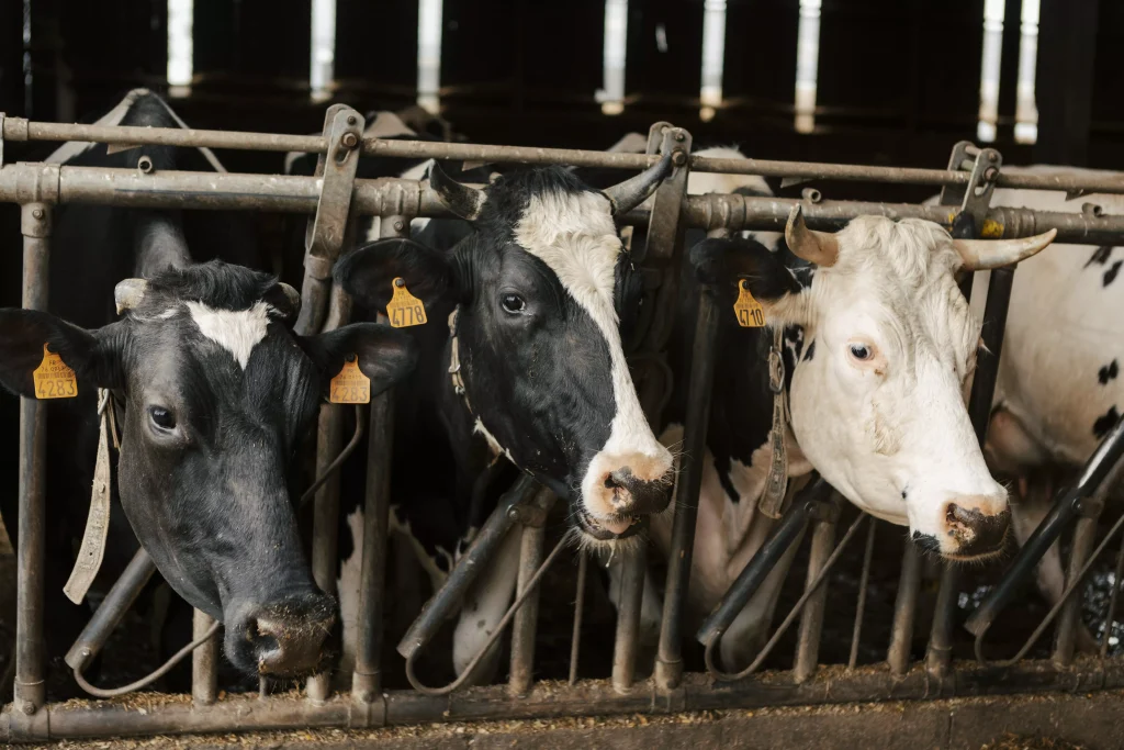 Ferme des Noisetiers, les vaches