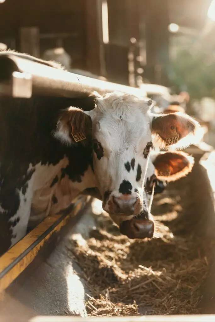 La ferme des noisetiers - Une ferme familiale depuis 1945
